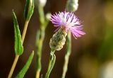 Hyalea pulchella. Соцветие. Астраханская обл., Наримановский р-н, окр. с. Николаевка, обочина дороги Николаевка - Янго-Аскер. 17.05.2026.