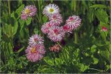 Bellis perennis. Цветущее растение (махровая форма). Московская обл., Раменский р-н, окр. дер. Хрипань, садовый участок. 30.05.2026.
