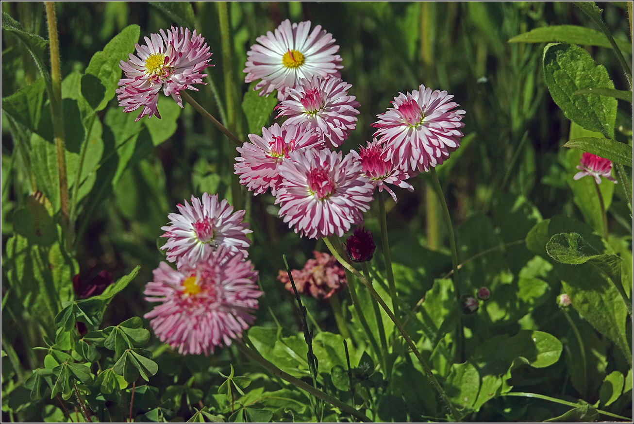 Изображение особи Bellis perennis.