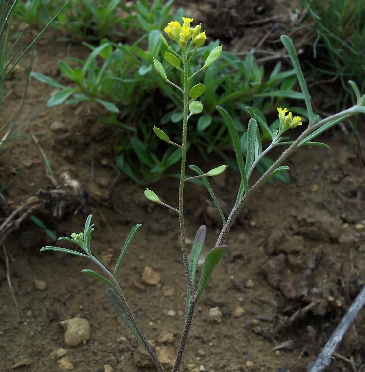 Изображение особи Meniocus linifolius.