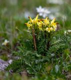 Pedicularis oederi. Цветущее растение. Хабаровский край, р-н имени Лазо, массив горы Ко, седловина между горами Столовая и Ко, выс. ≈ 1740 м н.у.м., горная тундра. 22.06.2026.