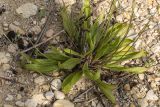 Plantago lanceolata. Нижняя часть цветущего растения. Ростовская обл., Неклиновский р-н, окр. хут. Мержаново, песчано-каменистый берег. 31.05.2026.