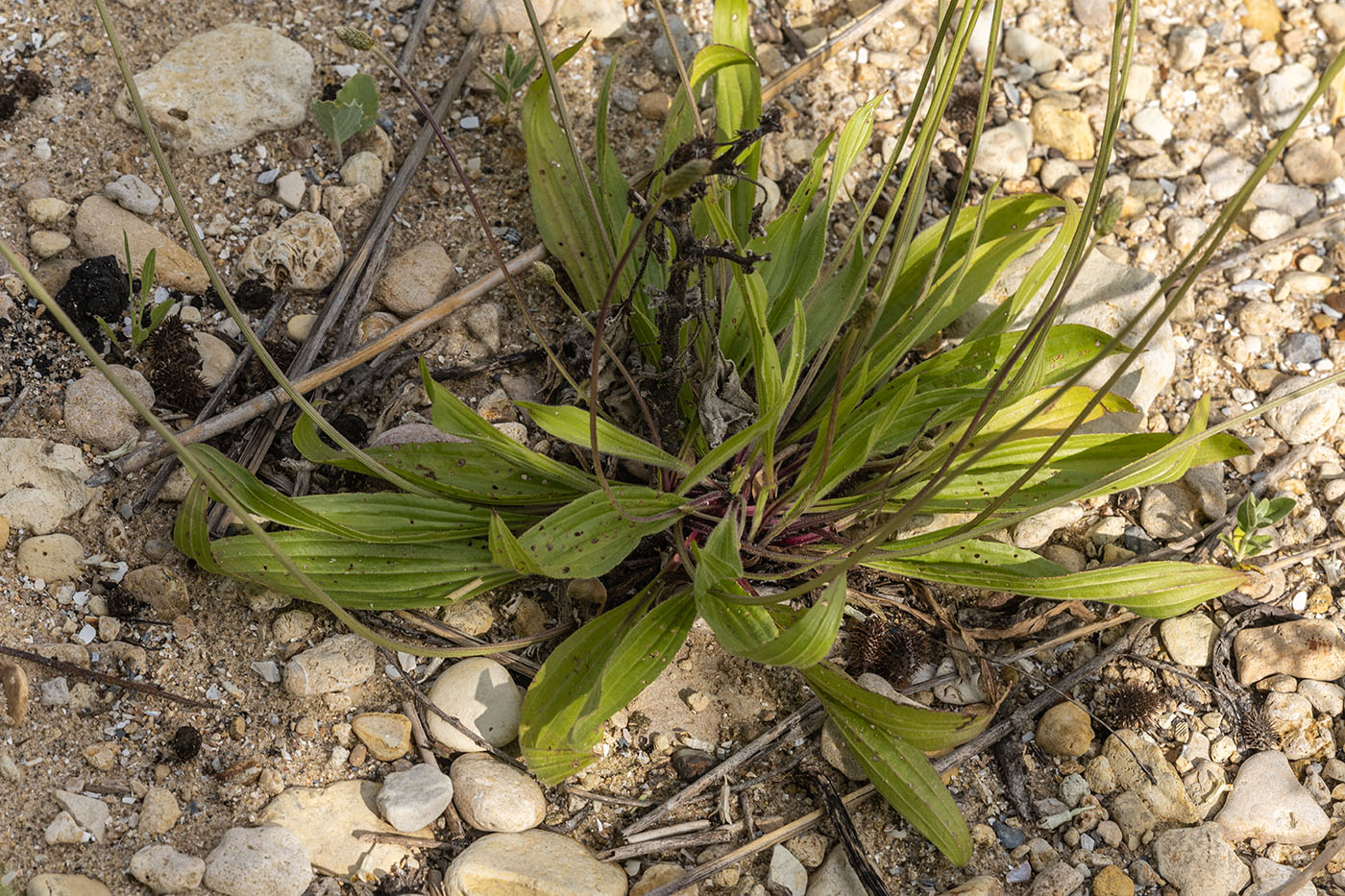 Изображение особи Plantago lanceolata.
