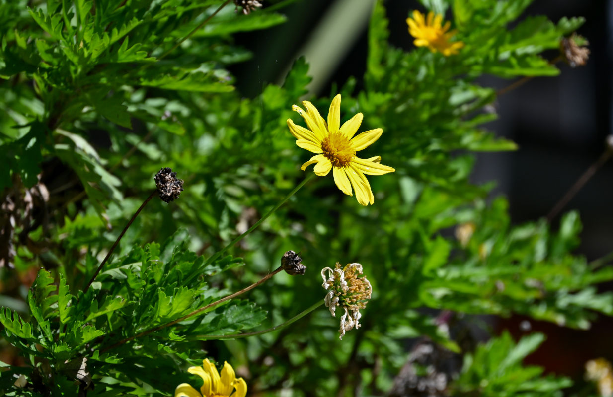 Image of Euryops chrysanthemoides specimen.