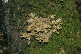 Lobaria pulmonaria. Таллом на стволе. Крым, Севастополь, Байдарская дол., шибляк вдоль р. Узунджа. 19.08.2026.