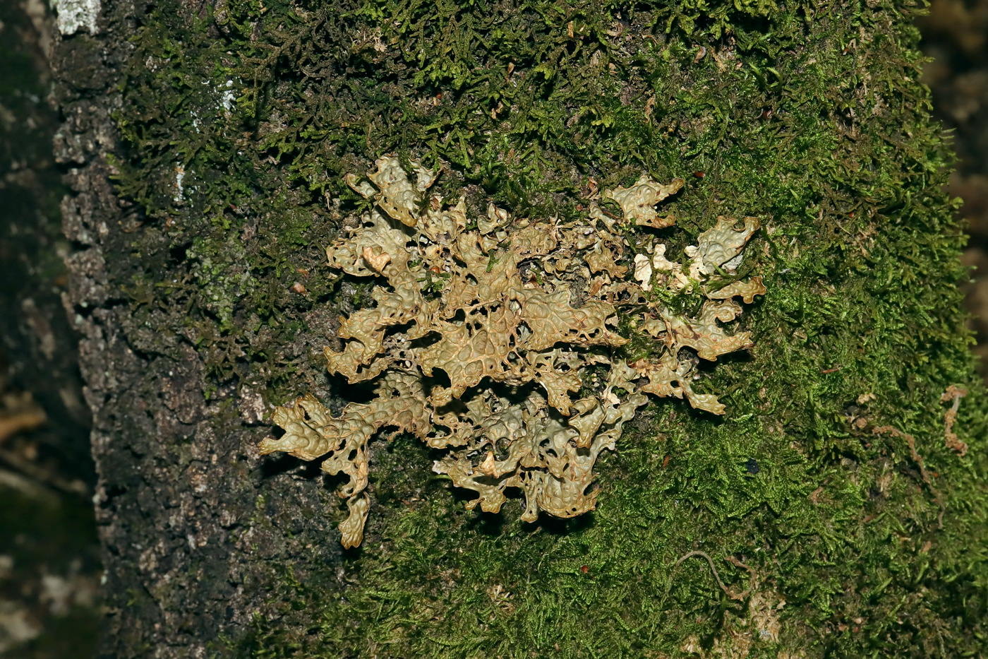 Image of Lobaria pulmonaria specimen.