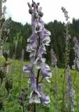 Aconitum leucostomum. Соцветие перед грозой (фиолетовая форма). Казахстан, Тянь-Шань, дол. Бутаковского ручья, поляна вдоль тропы к верхнему водопаду. 27.06.2026.