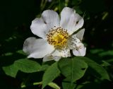 genus Rosa. Цветок. Турция, ил Артвин, окр. храма Отхта, луг. 13 июня 2026 г.