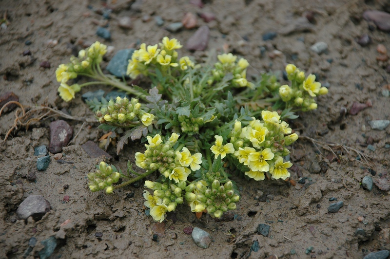 Изображение особи Chorispora macropoda.