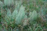 Equisetum sylvaticum