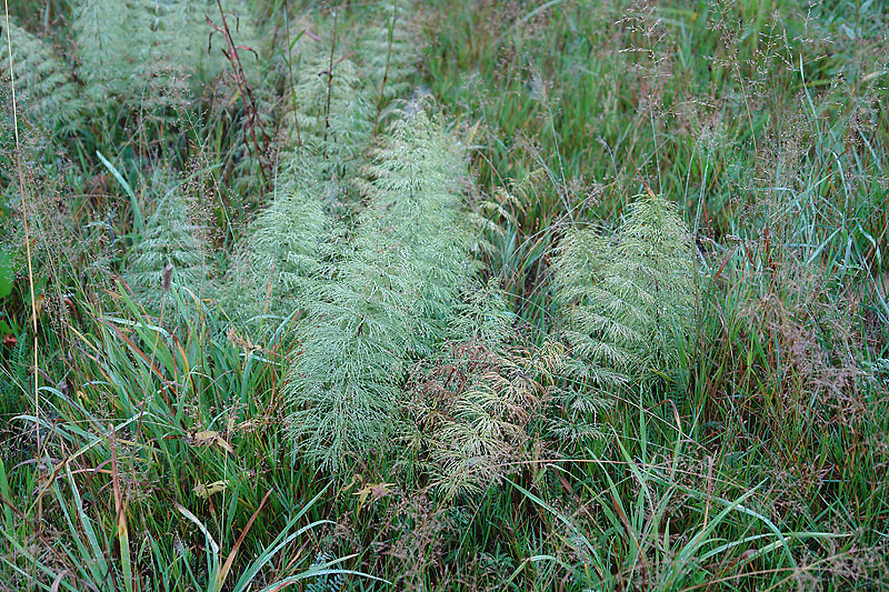 Изображение особи Equisetum sylvaticum.