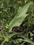 Scorzonera humilis. Лист. Ленинградская обл., побережье в р-не пос. Большая Ижора, травяной сосняк на дюне. 10.07.2011.