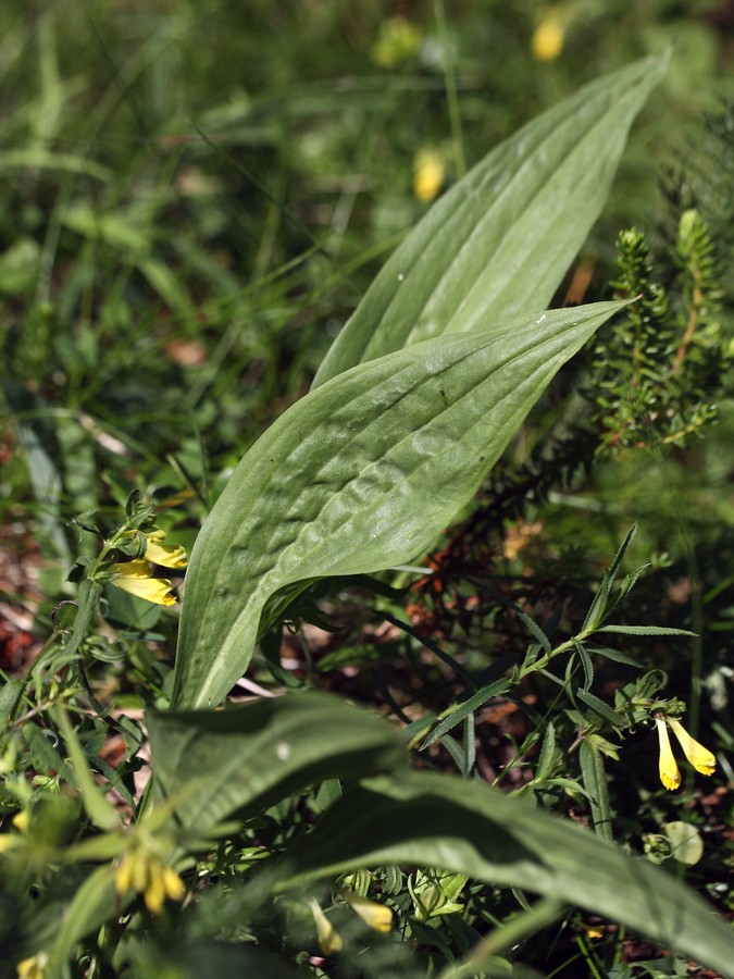 Image of Scorzonera humilis specimen.