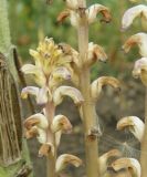 Orobanche cumana