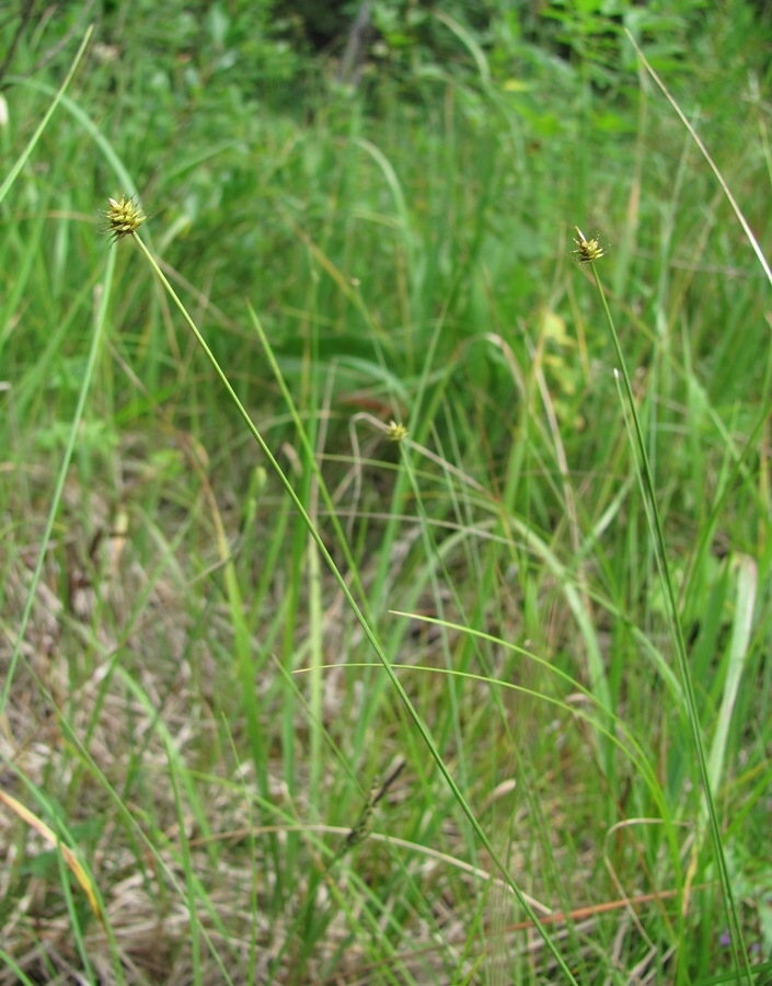 Изображение особи Carex capitata.