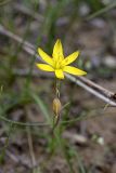 Gagea stipitata