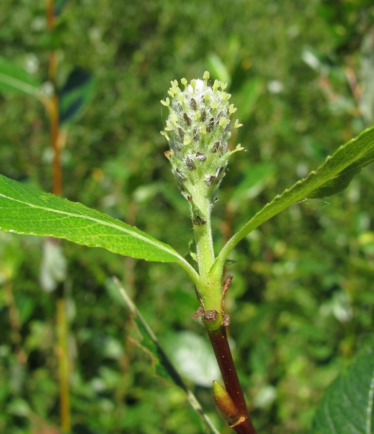Изображение особи Salix phylicifolia.