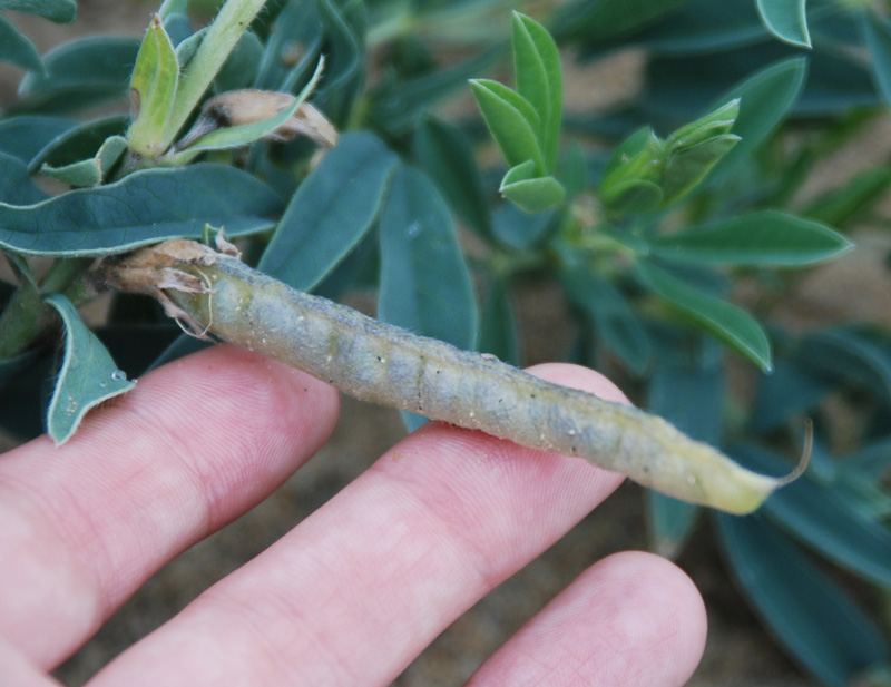 Image of Thermopsis lanceolata specimen.