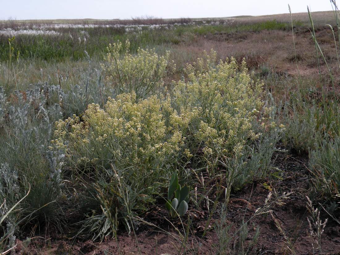 Image of Lepidium coronopifolium specimen.