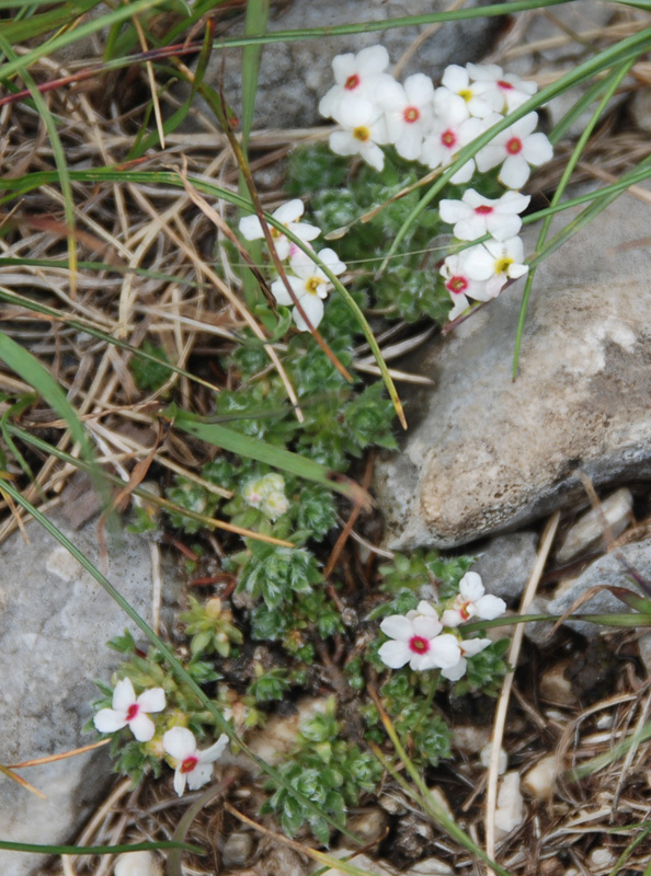 Image of genus Androsace specimen.