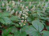 Maianthemum bifolium. Соцветие. Московская обл., Раменский р-н, Хрипань, смешанный лес. 08.06.2005.