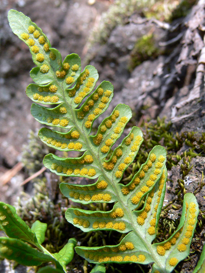 Image of Polypodium vulgare specimen.