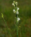 genus Linaria. Соцветие. Казахстан, Алматинская обл., Куртинское водохранилище. 13.05.2011.