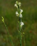 род Linaria. Соцветие. Казахстан, Алматинская обл., Куртинское водохранилище. 13.05.2011.