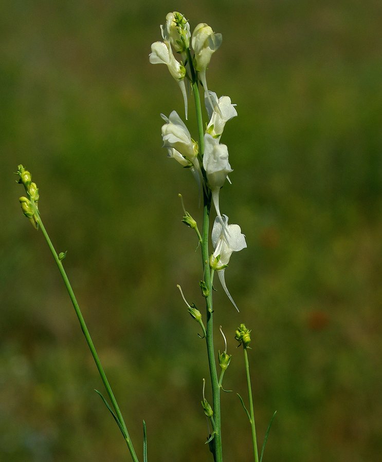 Image of genus Linaria specimen.