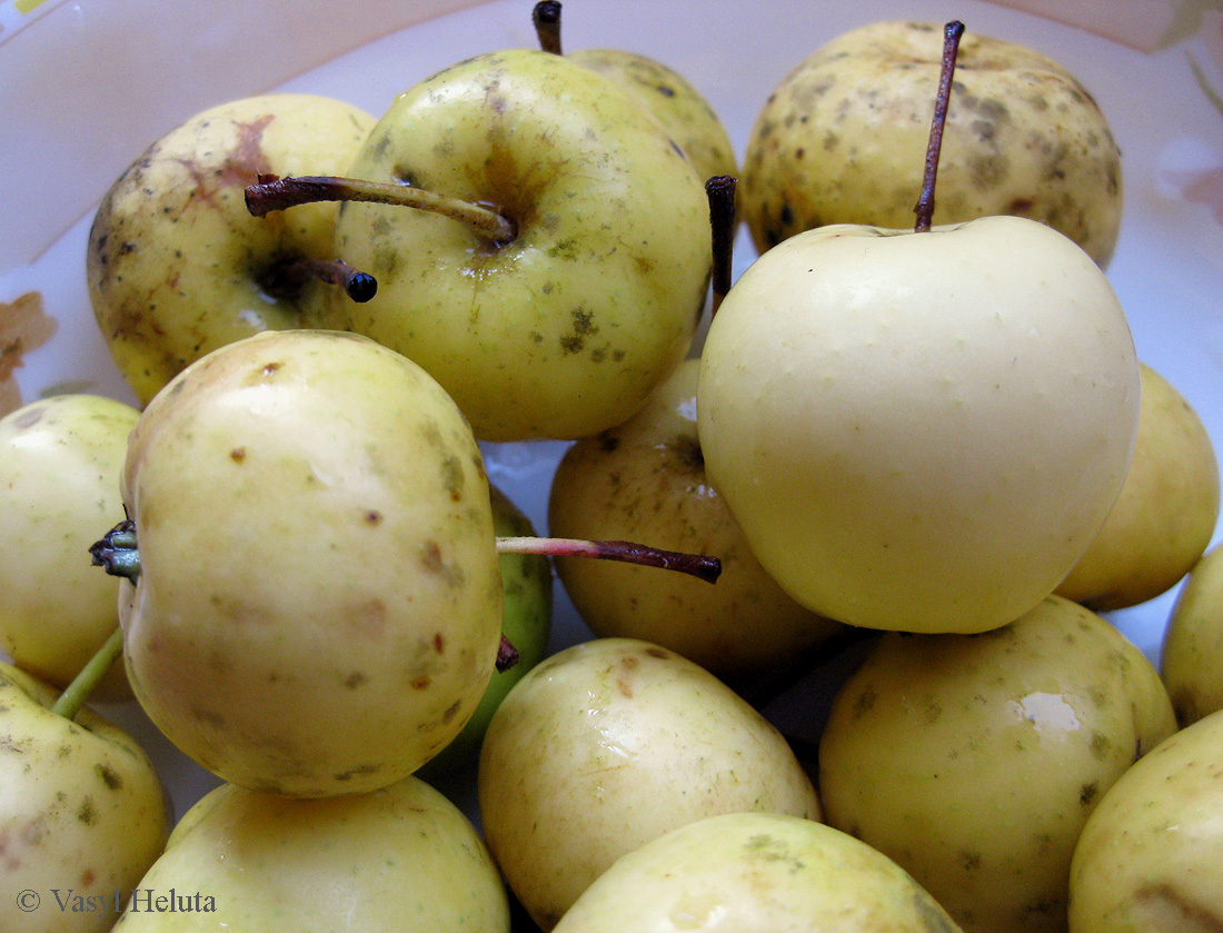 Изображение особи Malus domestica.