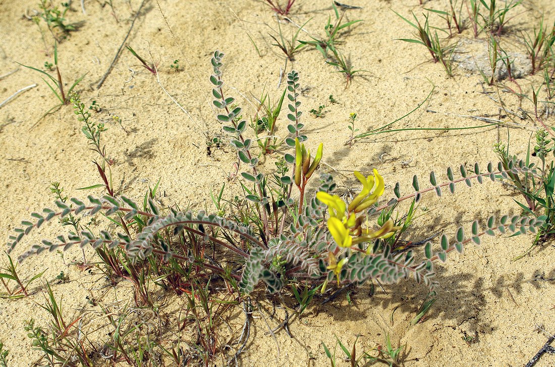 Изображение особи Astragalus longipetalus.