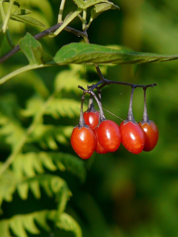 Image of Solanum dulcamara specimen.