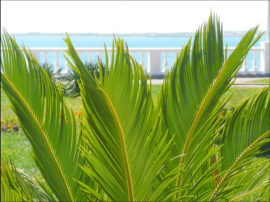 Image of Cycas revoluta specimen.