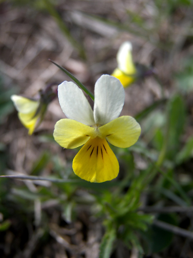 Изображение особи Viola arvensis.