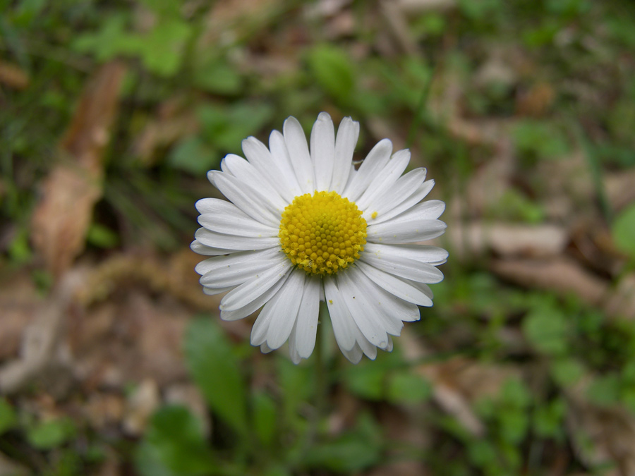 Image of Bellis perennis specimen.