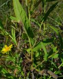 Inula britannica