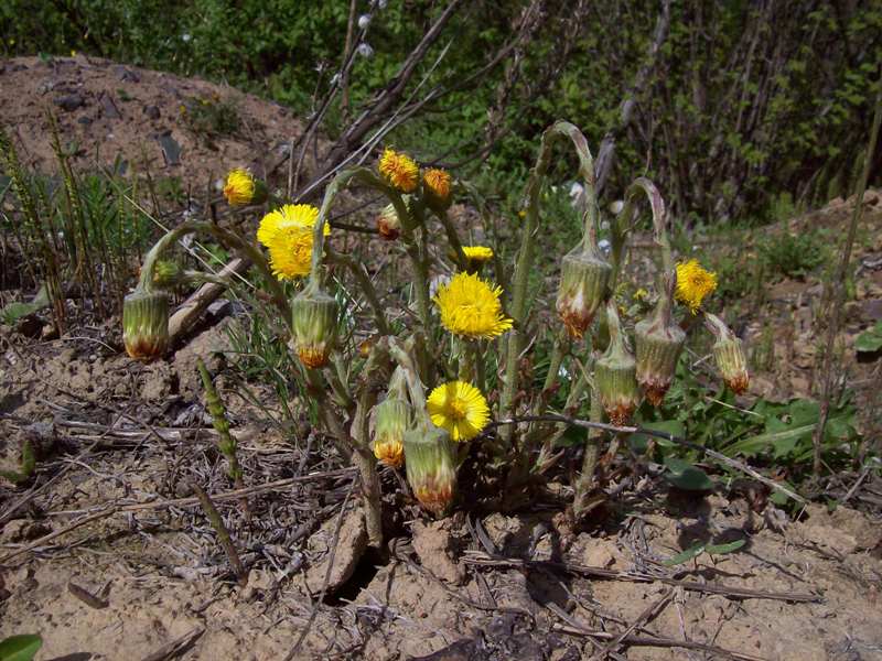 Image of Tussilago farfara specimen.