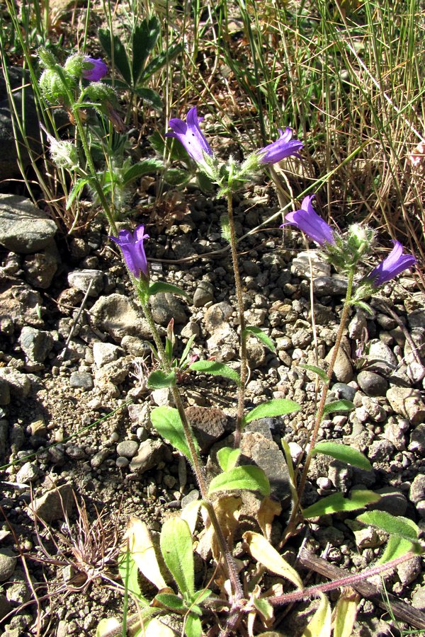 Изображение особи Campanula talievii.