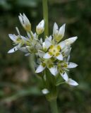 Swertia schugnanica. Часть соцветия. Таджикистан, Памир, р. Шахдара. 12.08.2011.