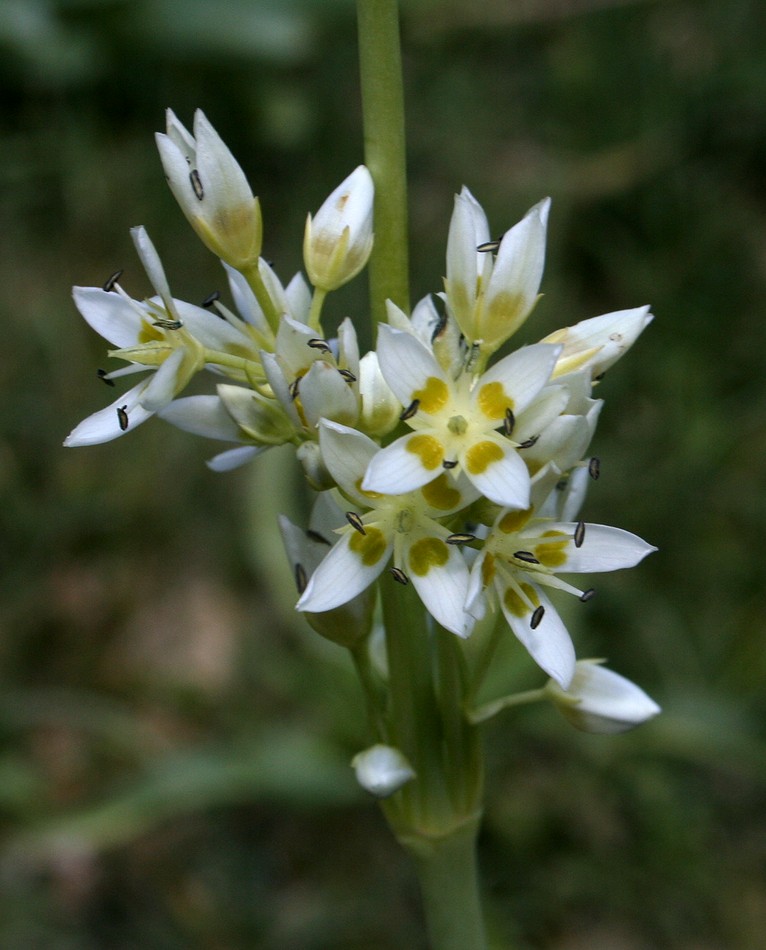 Image of Swertia schugnanica specimen.