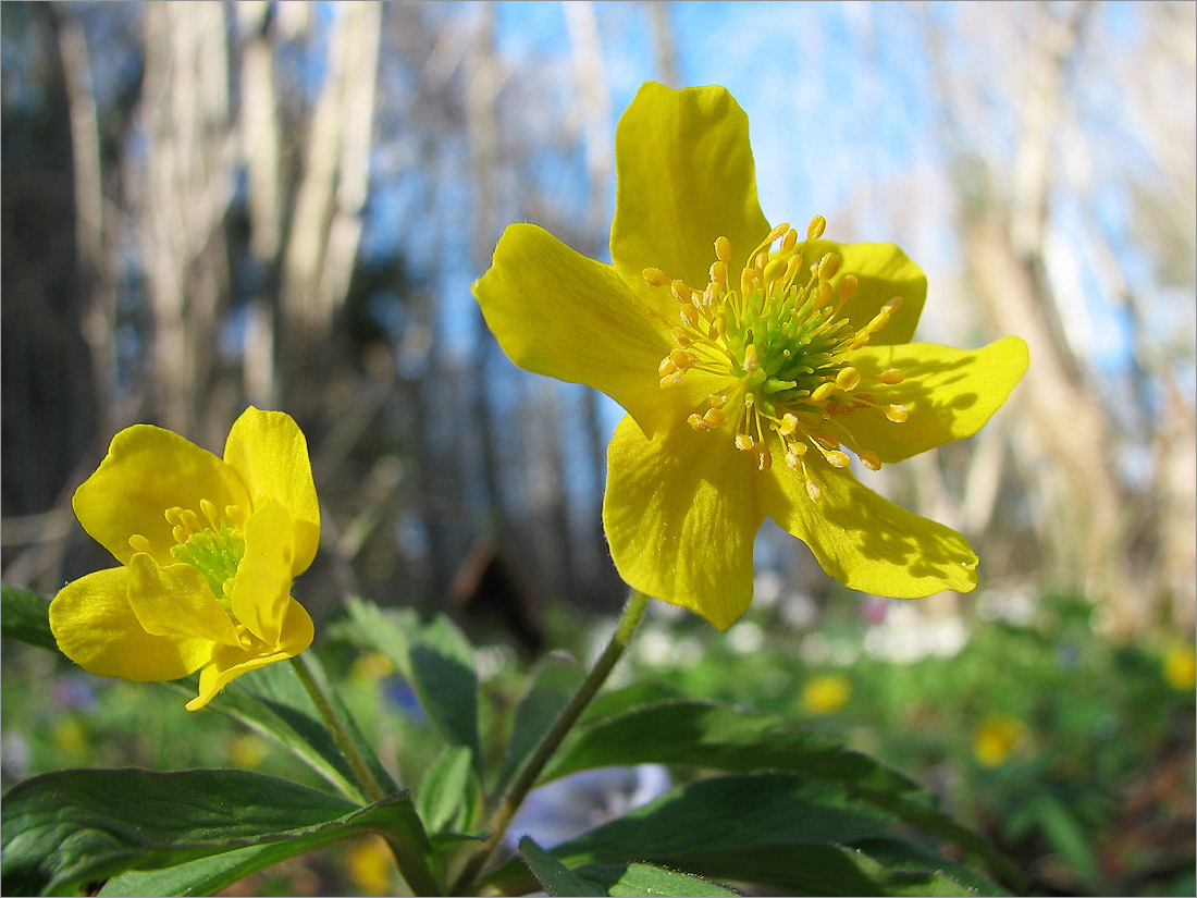 Image of Anemone ranunculoides specimen.