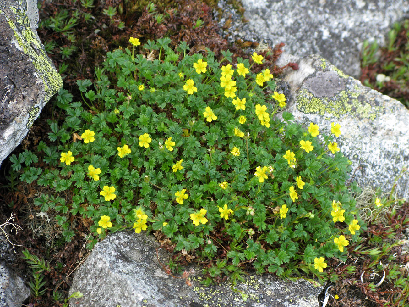 Изображение особи Potentilla elegans.