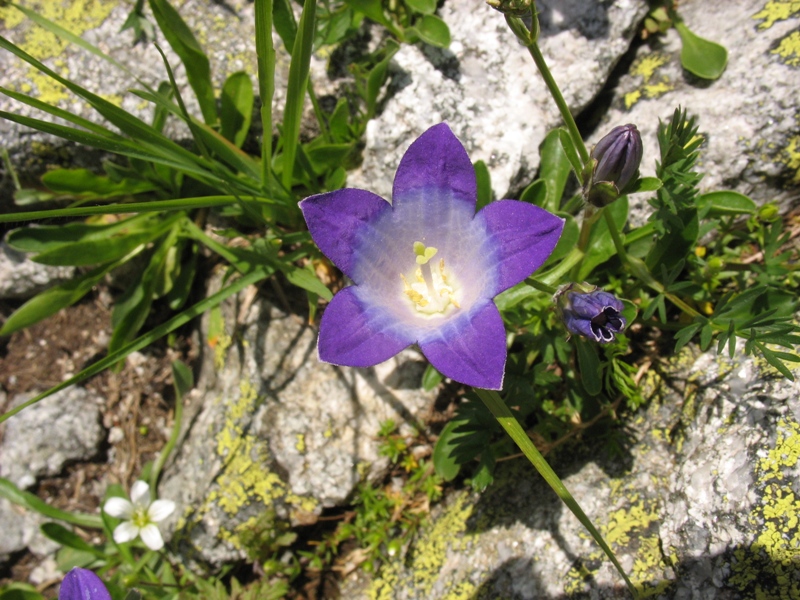 Image of Campanula biebersteiniana specimen.