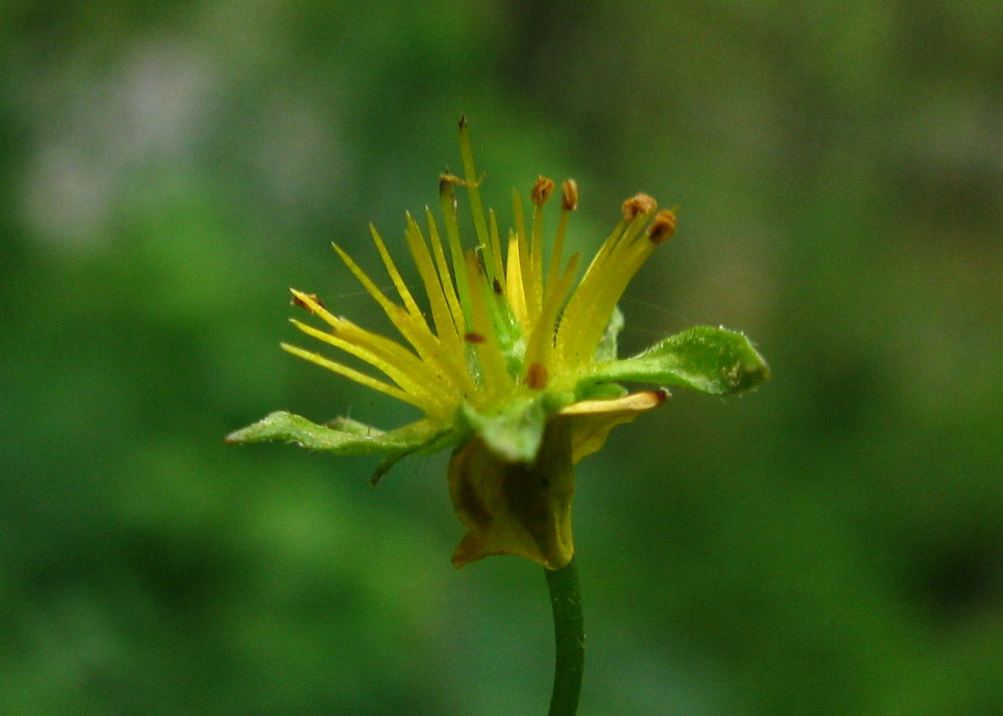 Image of Waldsteinia tanzybeica specimen.