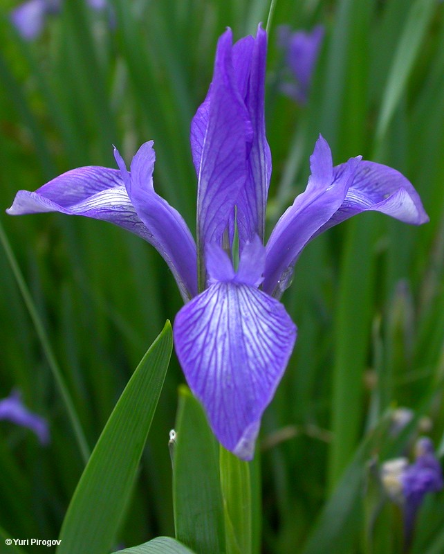 Изображение особи Iris pallasii.