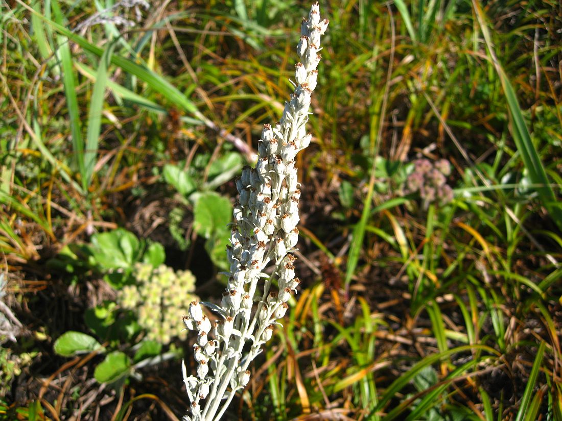 Image of Artemisia stelleriana specimen.