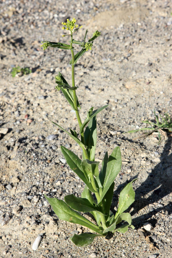 Image of Neslia apiculata specimen.