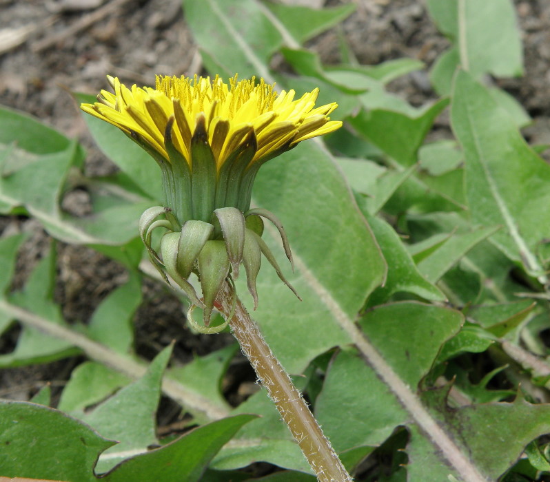 Изображение особи род Taraxacum.