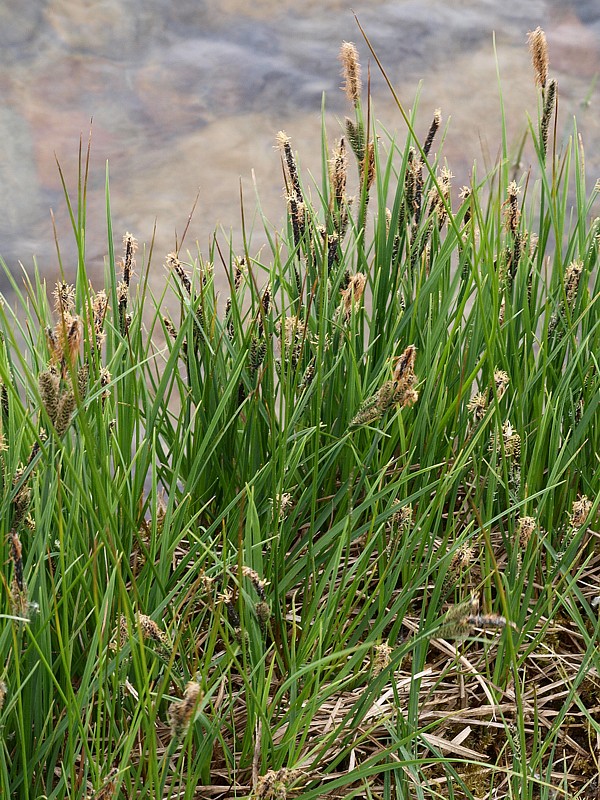 Изображение особи Carex nigra.