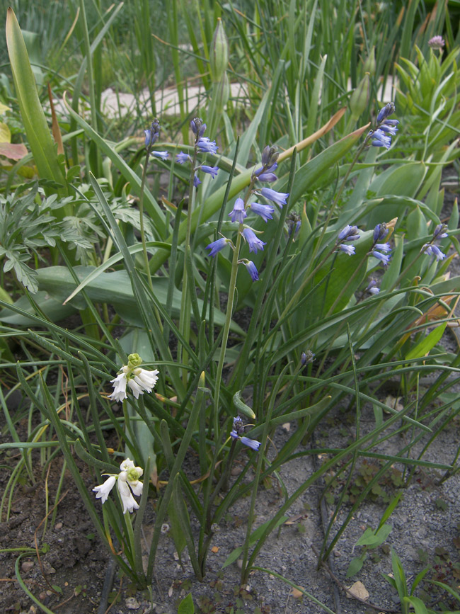 Image of Brimeura amethystina specimen.